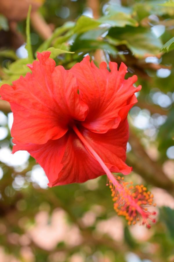 Bed and breakfast Beach House Luxury Vacation - Paradise 2 Prívate Master Suites Ocean&garden View *